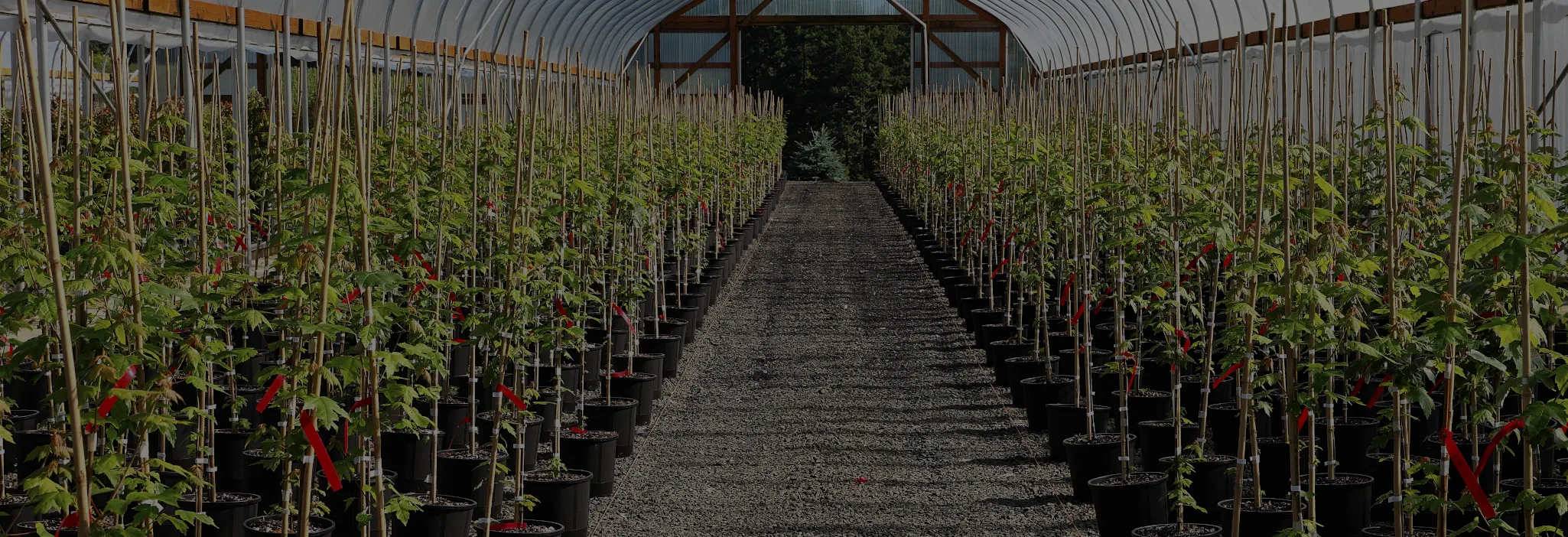 Image slider GMG pepiniere