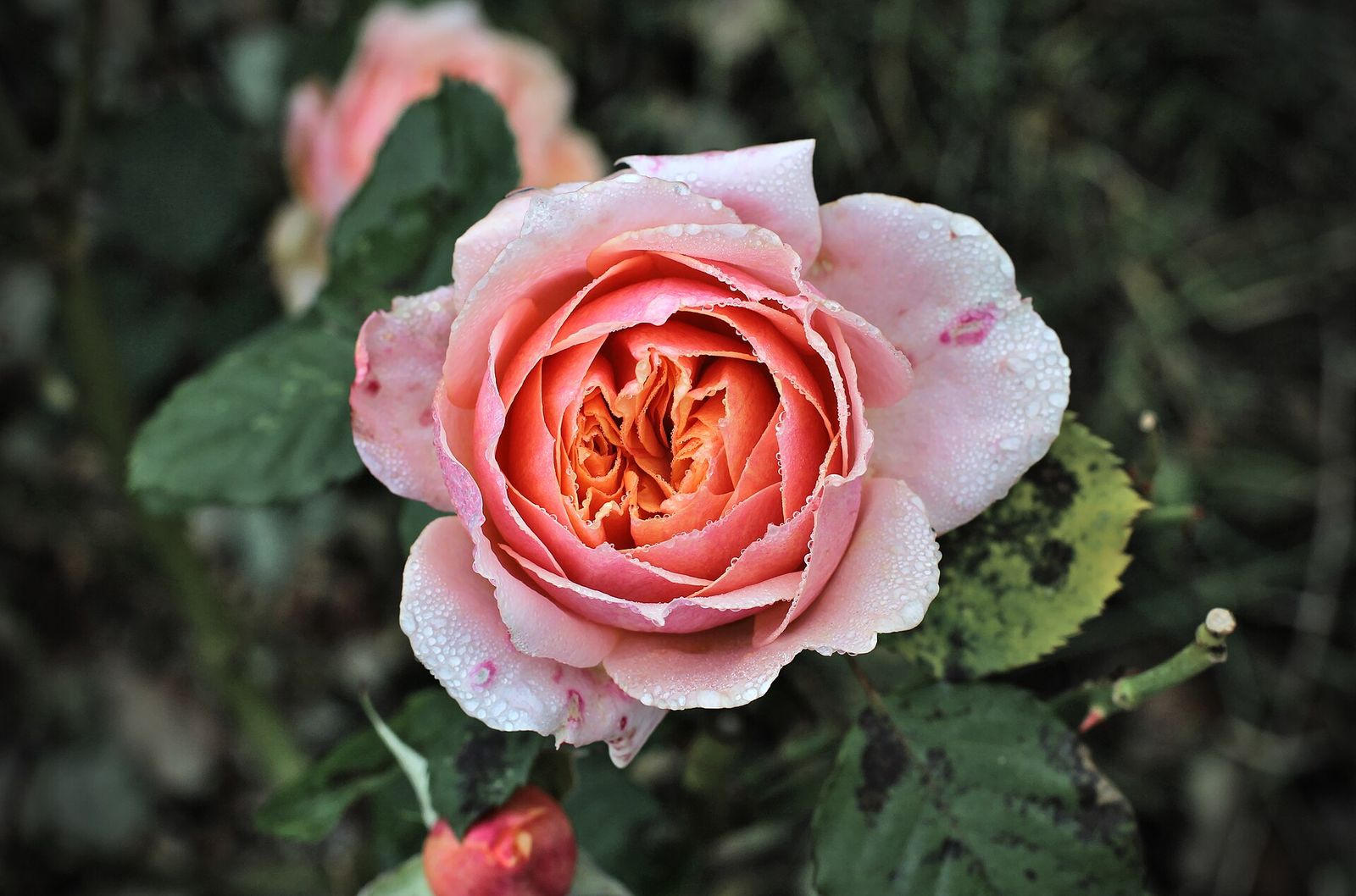 Plantes et fleurs