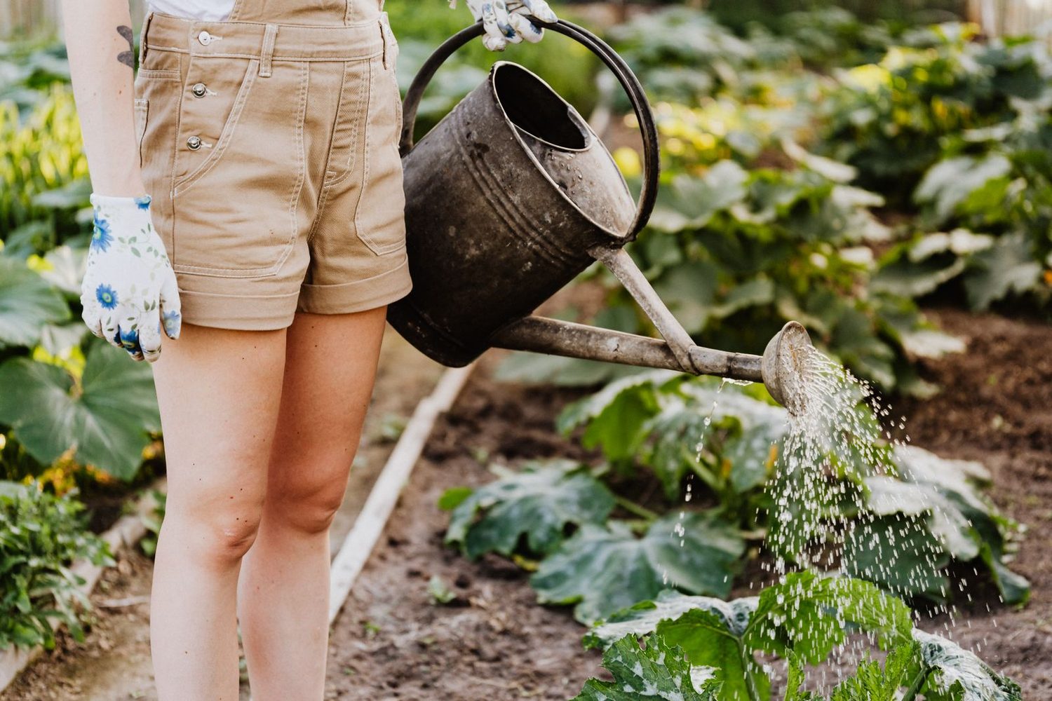 Arroser le potager
