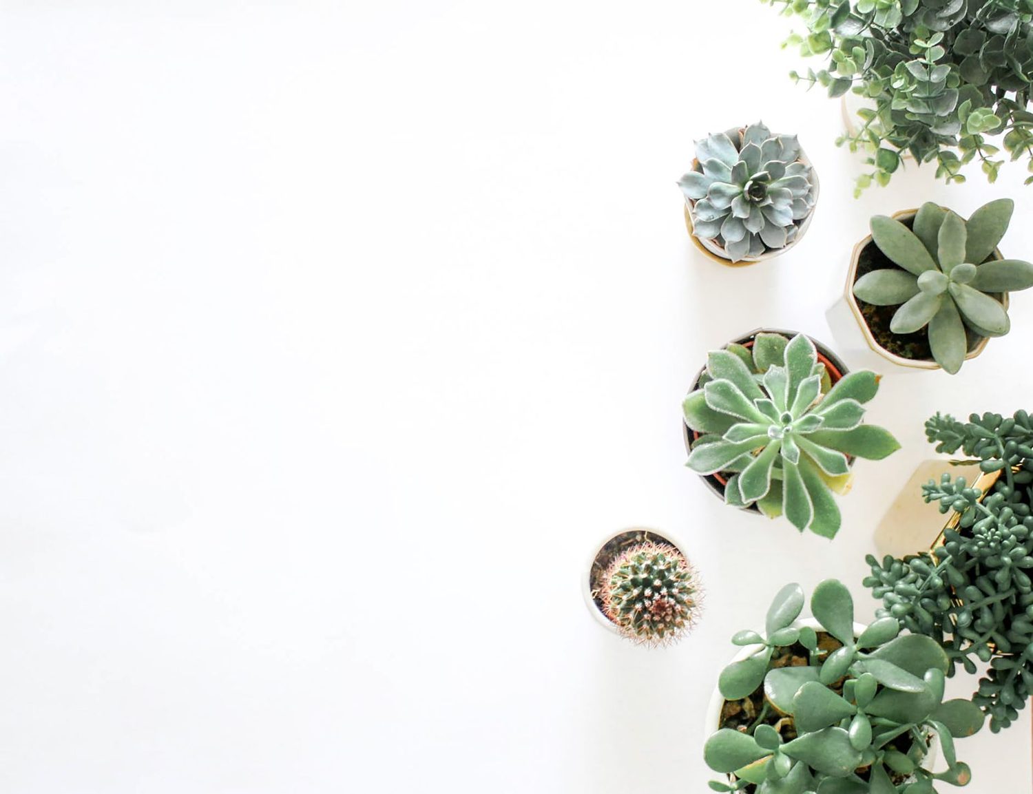 Plantes en pot