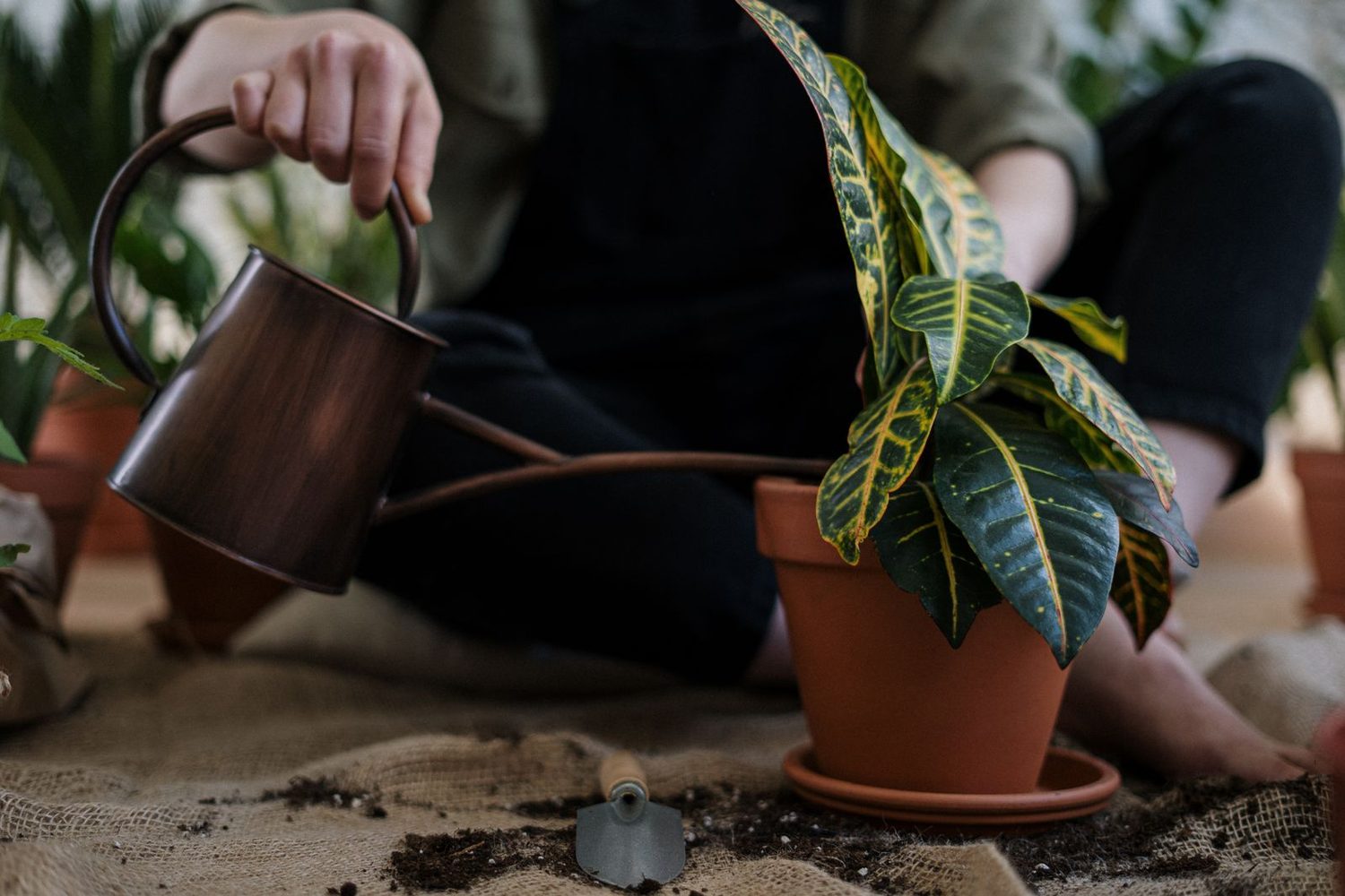 Rempoter une plante au jardin