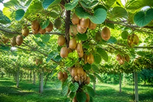 Cultiver le kiwi : conseils pour une liane productive