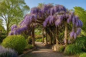 Entretenir votre glycine : taille, exposition et soins