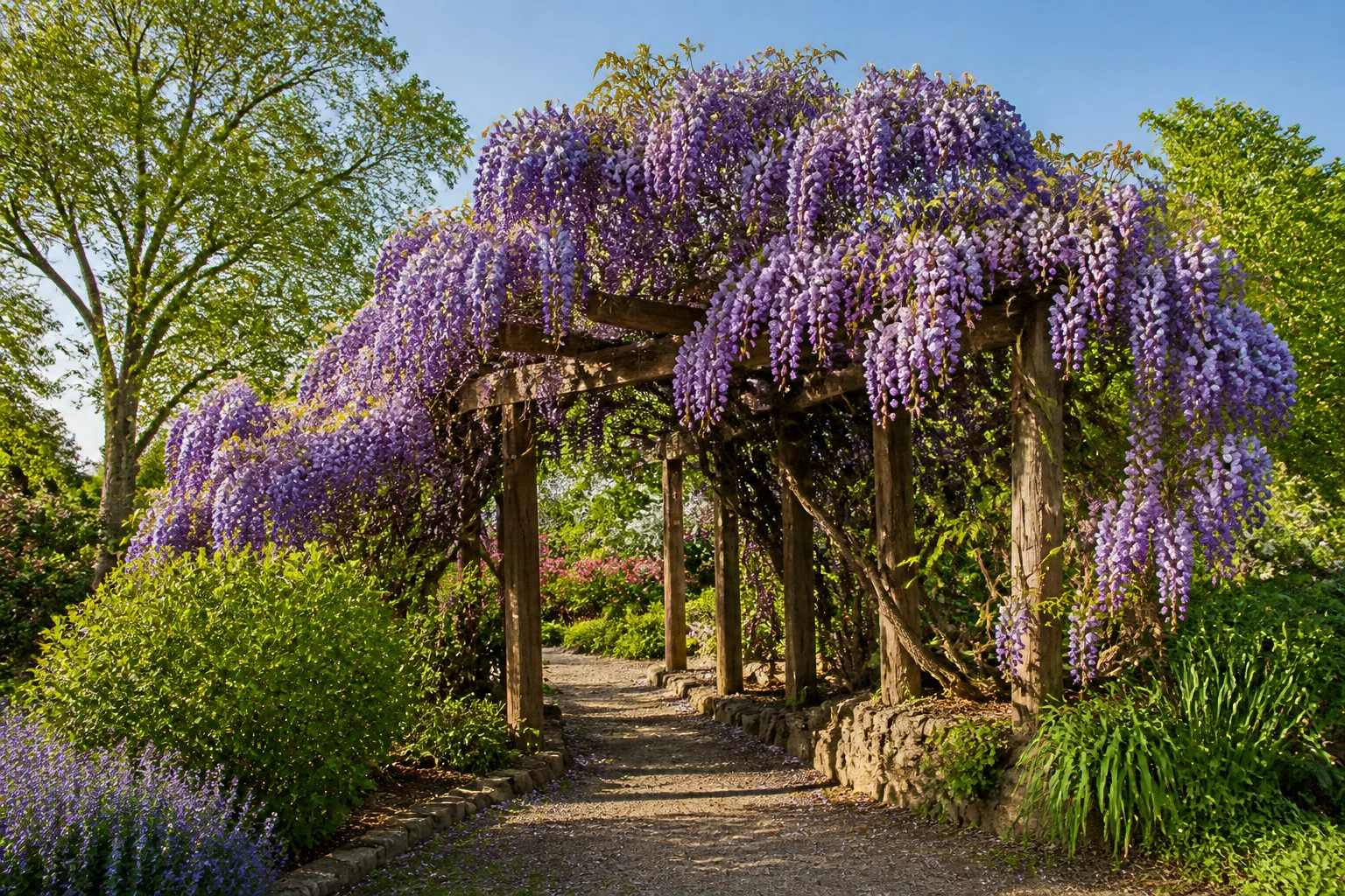 Entretenir votre glycine : taille, exposition et soins