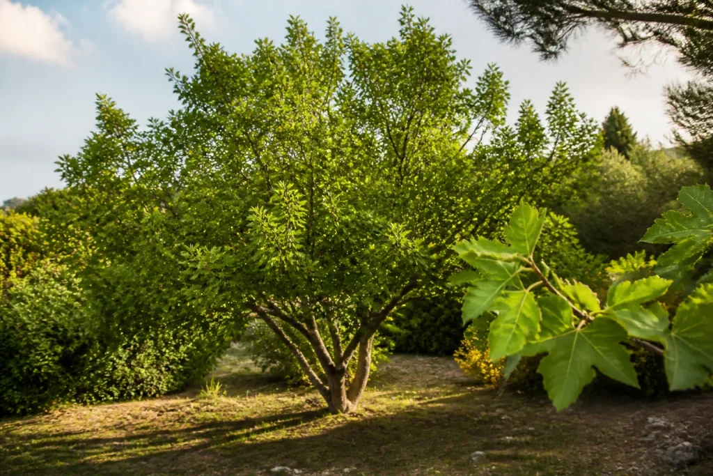 Erable de montpellier en pleine nature