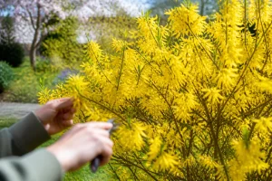 Forsythia : planter et entretenir pour floraison éclatante
