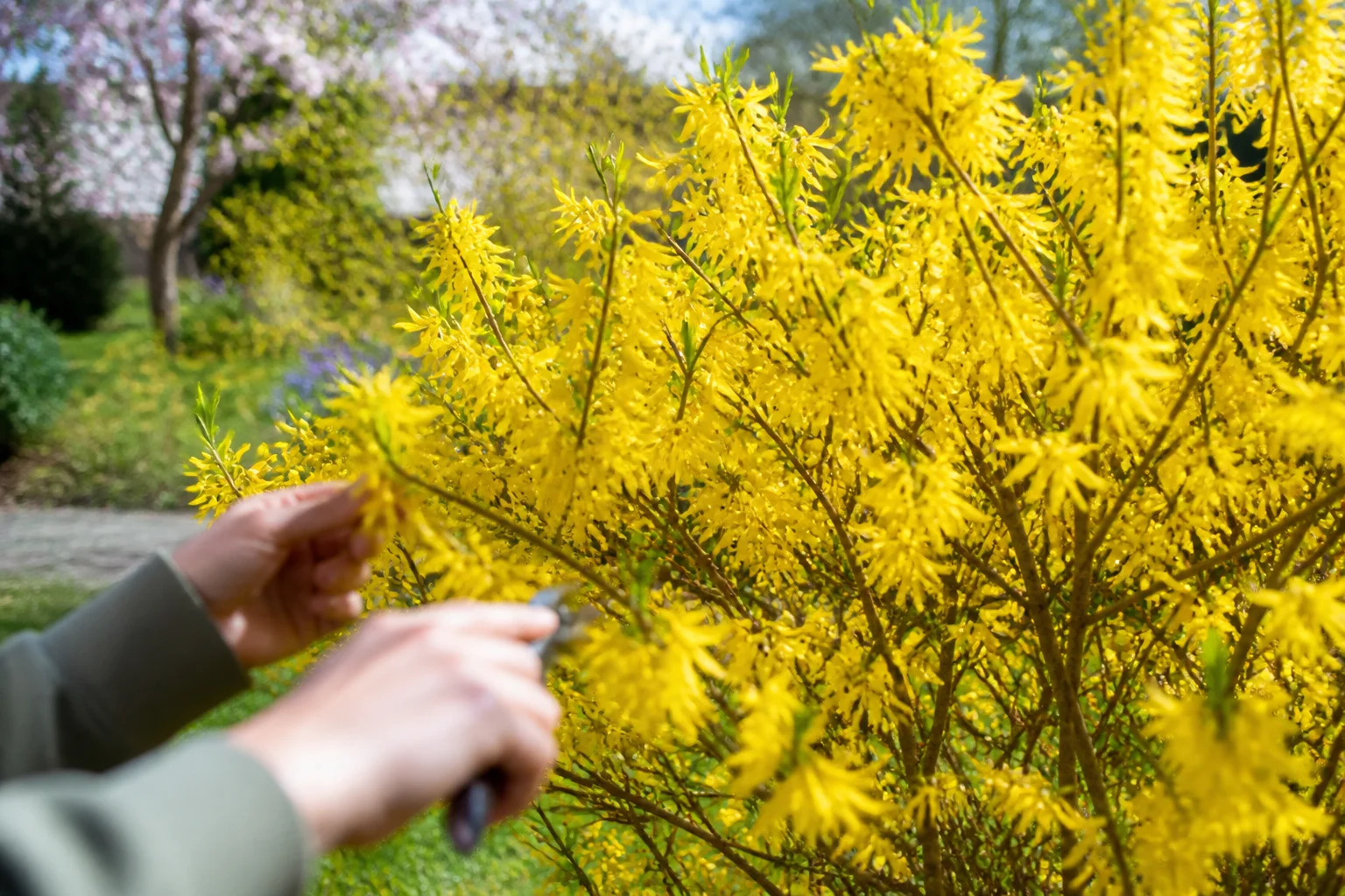 Forsythia : planter et entretenir pour floraison éclatante