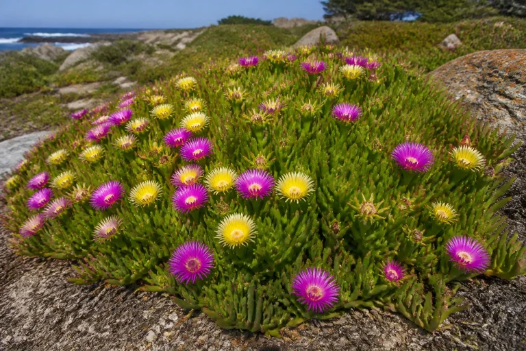 Identifier la griffe de sorcière plante : enjeux