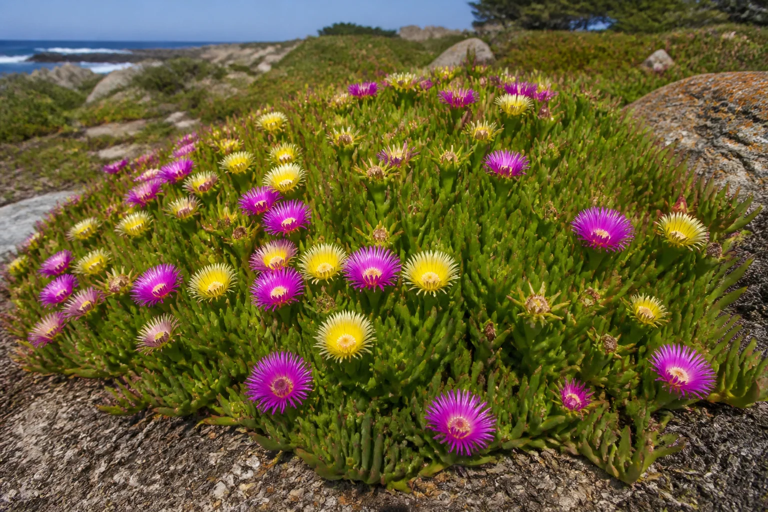 Identifier la griffe de sorcière plante : enjeux