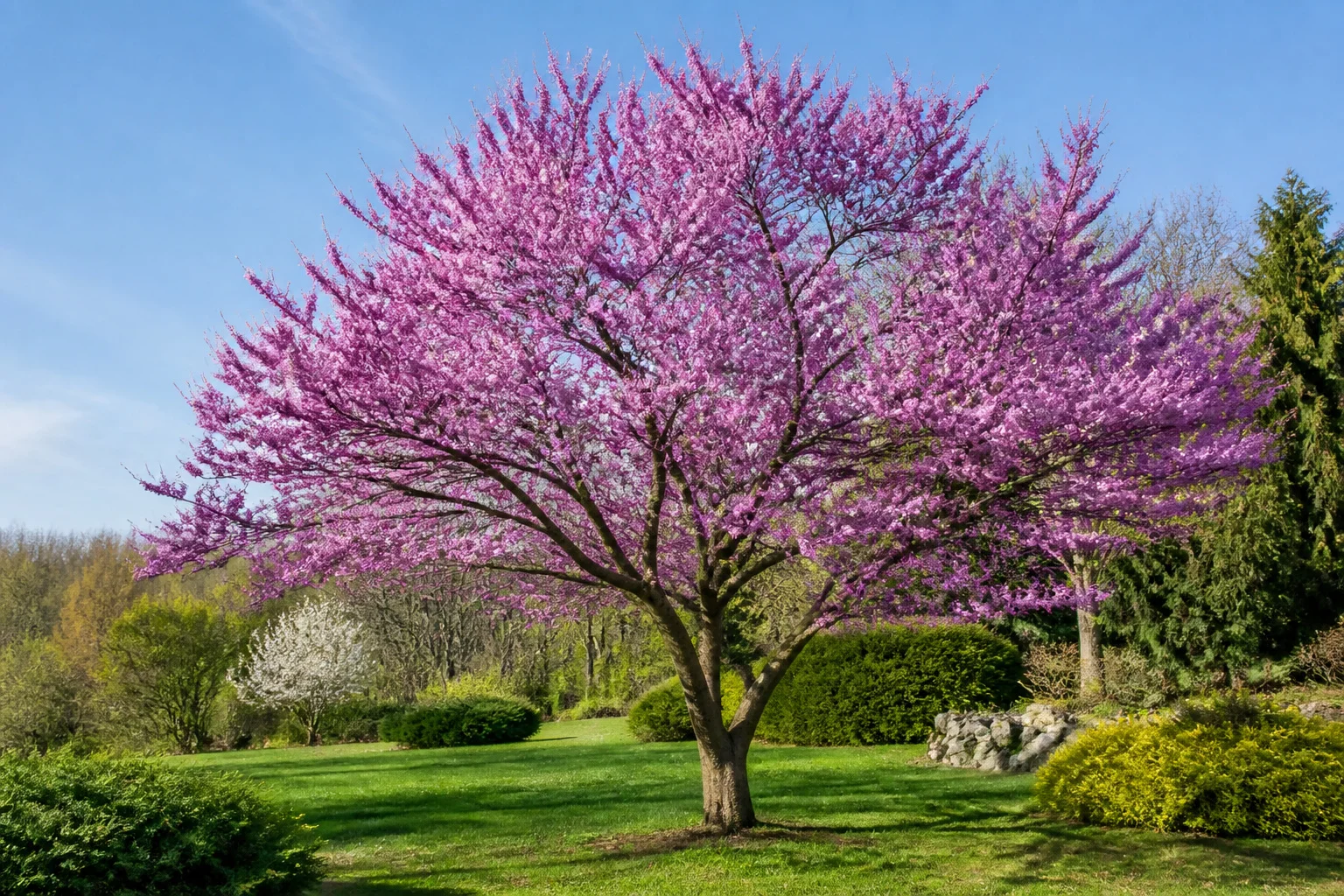 L’arbre de Judée : splendeur et culture au jardin